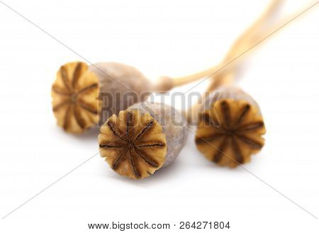 Dried Poppy Seed Pods Of Breadseed Poppy