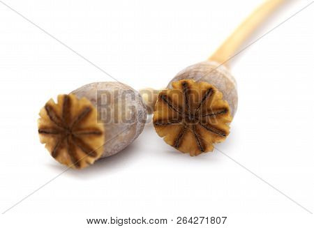 Dried Poppy Seed Pods Of Breadseed Poppy