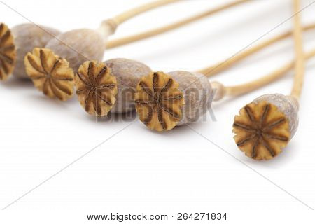 Dried Poppy Seed Pods Of Breadseed Poppy Isolated On White Background
