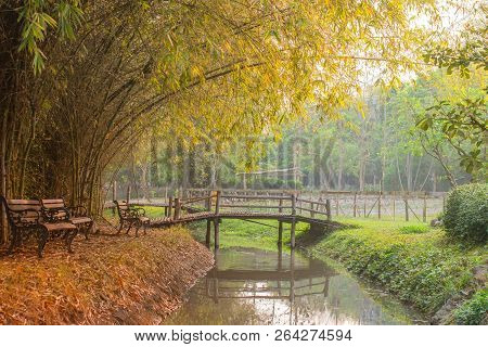Beautiful Garden With Benches In Autumn Tree At Public Park