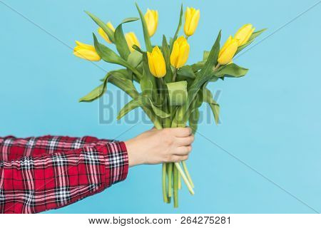 Bouquet Of Yellow Tulips In Womens Hand On Blue Background.
