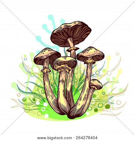 Honey Fungus Mushroom With Grass On Background In Engraved Style. Vector Illustration.