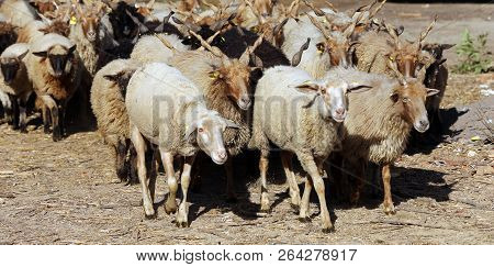 Flock Of Hungarian Sheep Racka Go To The Barn Rural Scene At Animal Farm