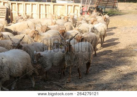 Flock Of Hungarian Sheep In Low Lights Rural Scene At Animal Farm
