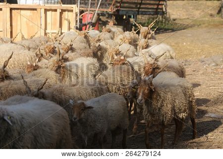 Flock Of Sheep In Low Lights Rural Scene At Animal Farm