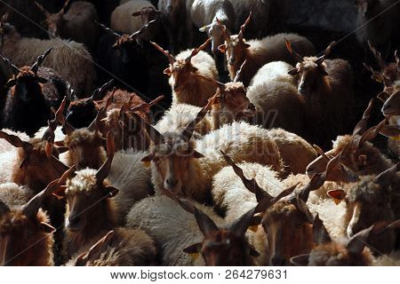 Flock Of Sheep In Low Lights Rural Scene At Animal Farm