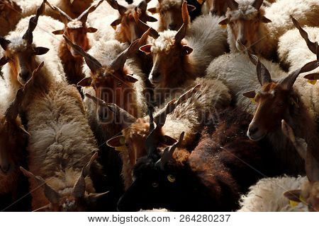 Flock Of Sheep In Low Lights Rural Scene At Animal Farm