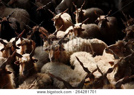 Flock Of Sheep In Low Lights Rural Scene At Animal Farm