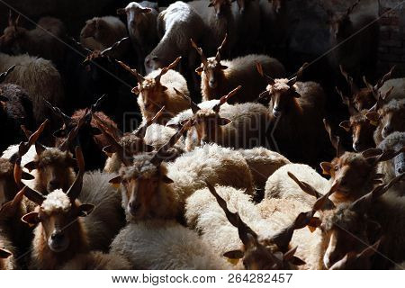 Flock Of Sheep In Low Lights Rural Scene At Animal Farm