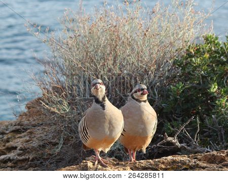 Partridge Hen Alectoris Chukar: Birds Of Greece