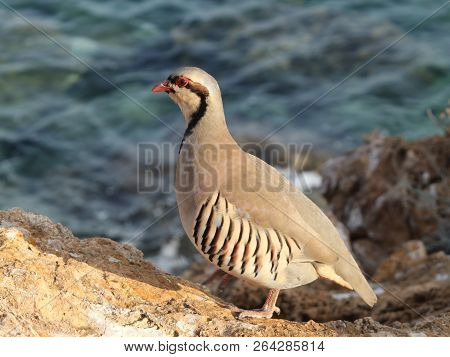 Partridge Hen Alectoris Chukar: Birds Of Greece