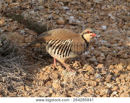 Partridge Hen Alectoris Chukar: Birds Of Greece