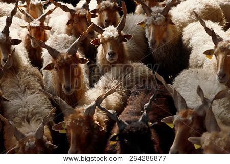 Flock Of Sheep In Low Lights Rural Scene At Animal Farm