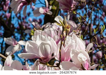 Pink Magnolias On Tree Flowers Nature Spring