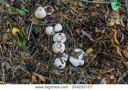 Autumn Mushrooms Growing In The Autumn Forest