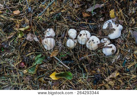 Autumn Mushrooms Growing In The Autumn Forest