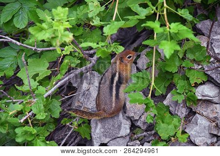 Western Chipmunk, (related Tamias, Striatus, Sibiricus) Small Striped Rodent Of The Family Sciuridae