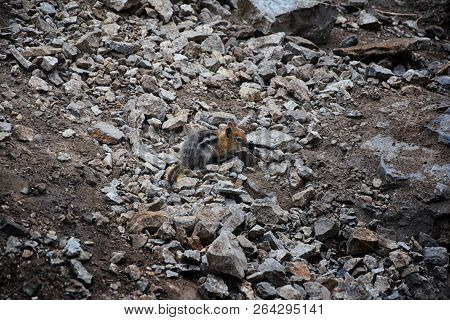 Western Chipmunk, (related Tamias, Striatus, Sibiricus) Small Striped Rodent Of The Family Sciuridae