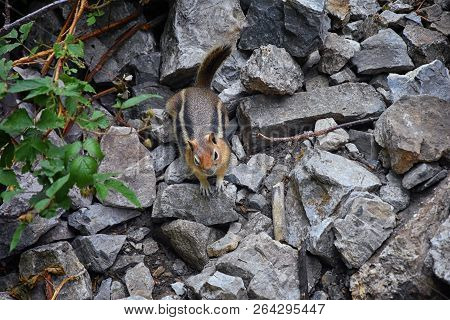 Western Chipmunk, (related Tamias, Striatus, Sibiricus) Small Striped Rodent Of The Family Sciuridae