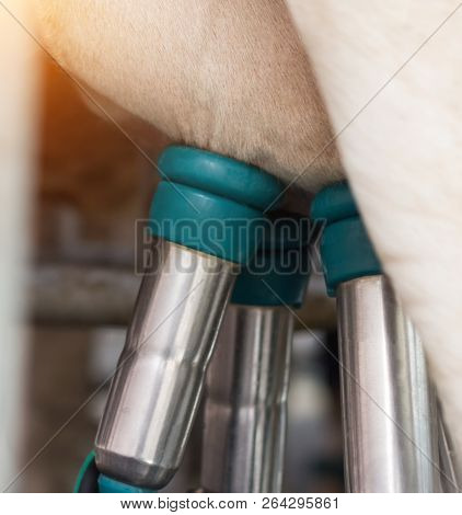 Cow Udder With An Apparatus For Milking Milk, Close-up, Milking Cows Milk, Equipment
