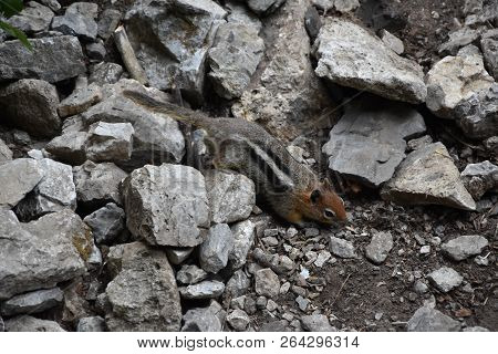 Western Chipmunk, (related Tamias, Striatus, Sibiricus) Small Striped Rodent Of The Family Sciuridae