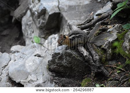 Western Chipmunk, (related Tamias, Striatus, Sibiricus) Small Striped Rodent Of The Family Sciuridae
