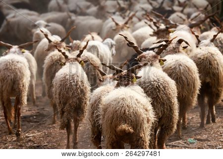 Flock Of Sheep In Low Lights Rural Scene At Animal Farm