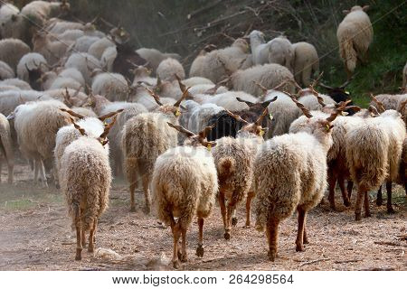 Flock Of Sheep In Low Lights Rural Scene At Animal Farm