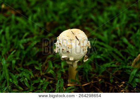 Poisonous Mushrooms Growing Under The Trees In The Garden.