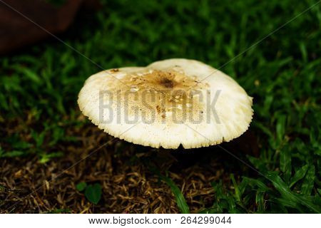 Poisonous Mushrooms Growing Under The Trees In The Garden.