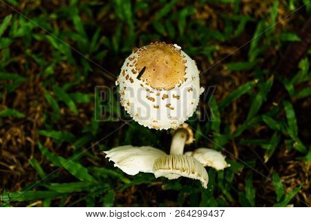 Poisonous Mushrooms Growing Under The Trees In The Garden.