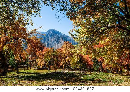 Colorful Trees In Autumn, Altit Royal Garden, Gilgit-baltistan, Pakistan.