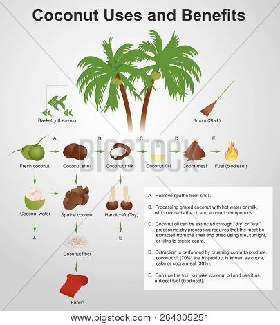 Coconut Production. Coconut Uses And Benefits. Illustration.