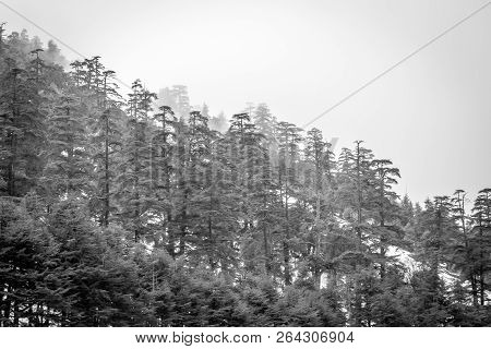 Snow On Michlifen