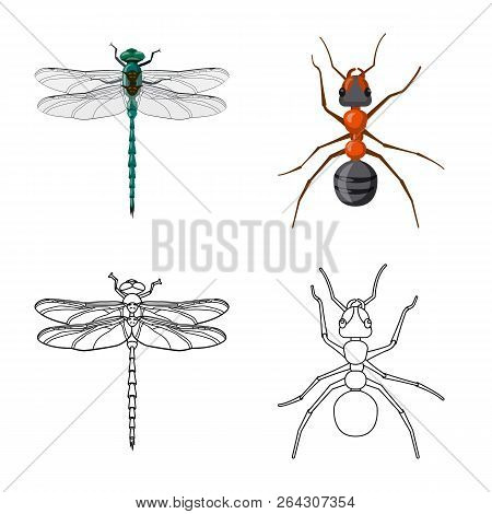 Vector Design Of Insect And Fly Sign. Collection Of Insect And Element Stock Vector Illustration.