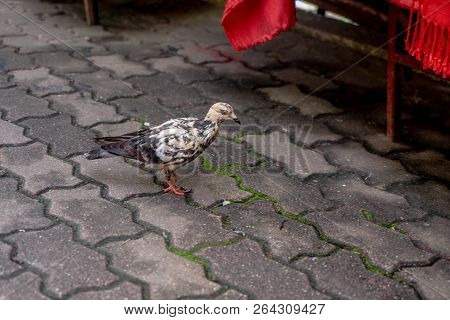 Pigeons Are Eating Food Along The Path On Doi Suthep.