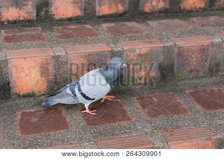 Pigeons Are Eating Food Along The Path On Doi Suthep.