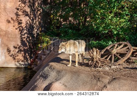 Close Up Portrait Of A Grey Wolf (canis Lupus) Also Known As Timber Wolf In The Forest In Autumn