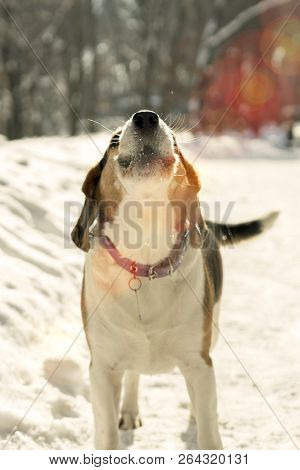 Dog Barking In The Snow Under The Sun