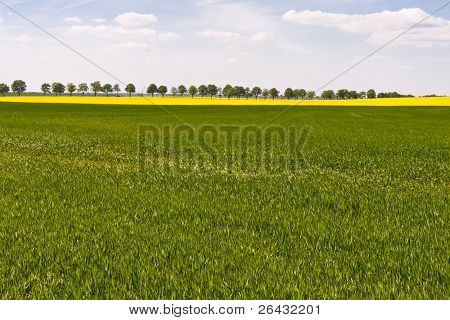 На skate Фламинг в земле Бранденбург, Германия