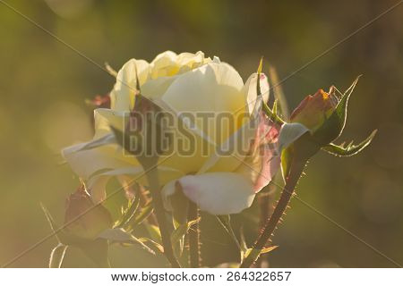 Yello Rose Blossoming Flower Bud Closeup On Sunset