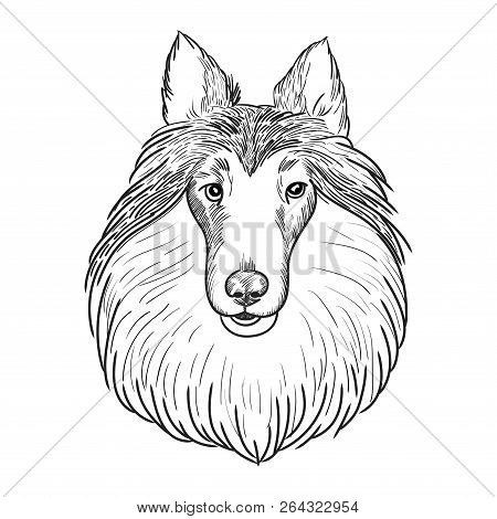 Collie Face Isolated On White Background. Sheltie Hand Drawn Sketch.