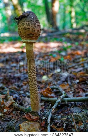 Parasol Mushroom In Forest (macrolepiota Procera Or Lepiota Procera).