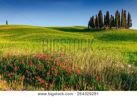 Farmland Rural Landscape, Cypress Trees And Colorful Spring Flowers In Tuscany Near Pienza, Italy, E