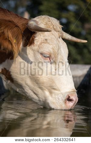 Cow Drinking Water