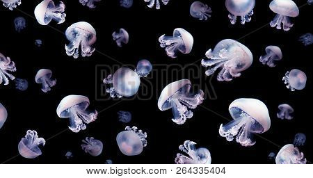 Jellyfish Meduse Animal Background Black Underwater Marine Wildlife
