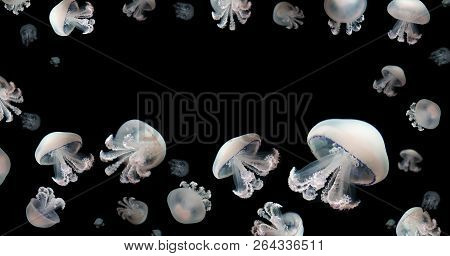 Jellyfish Meduse White Space For Text Animal Background Black Underwater Marine Wildlife