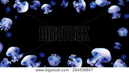 Jellyfish Meduse White Space For Text Animal Background Black Underwater Marine Wildlife