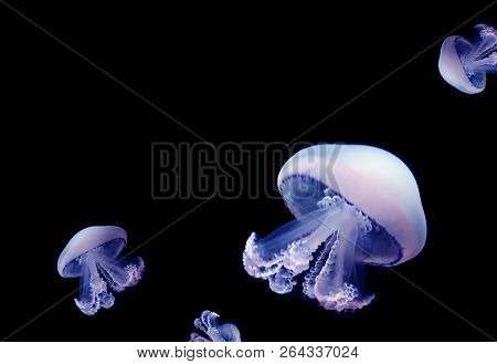Jellyfish Meduse White Space For Text Animal Background Black Underwater Marine Wildlife
