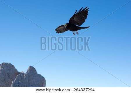 Alpine Chough Flying Above Dachstein, Schladming, Austria